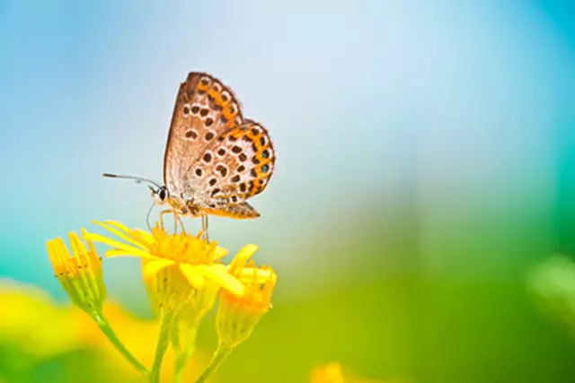 Luchtzuiverende planten